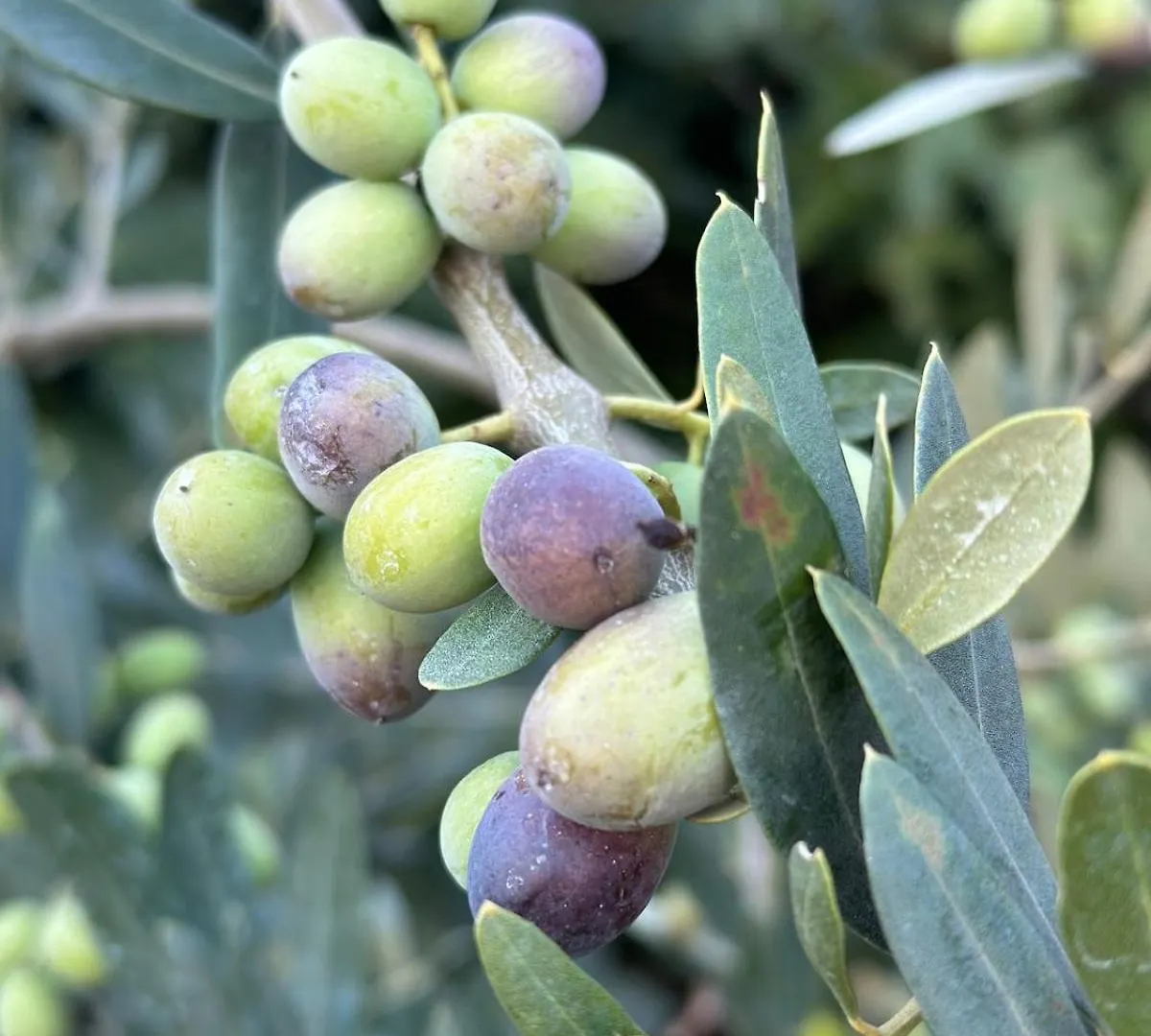 Fragrances Of Istria - The Olives - On The Sea Of Stoia Apartment Pula 0*,  Croatia